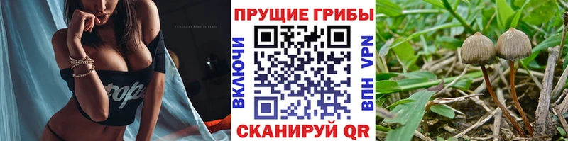 Псилоцибиновые грибы Psilocybine cubensis  blacksprut как войти  Котовск 